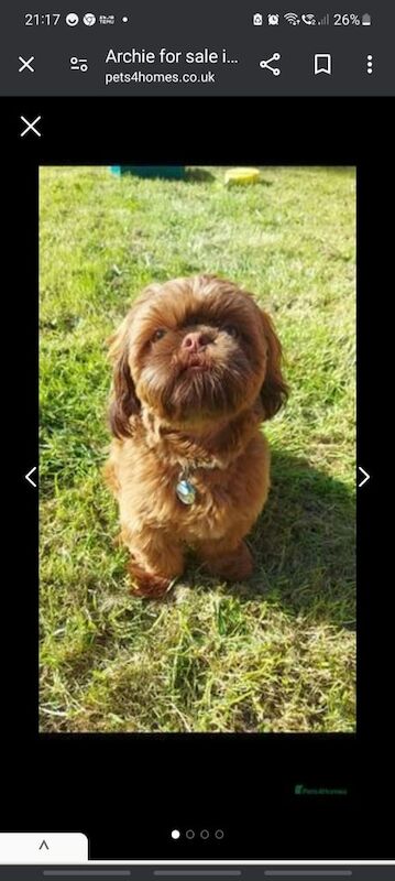 Shih Tzu puppies for sale in North Shields, Tyne and Wear – 3 years old