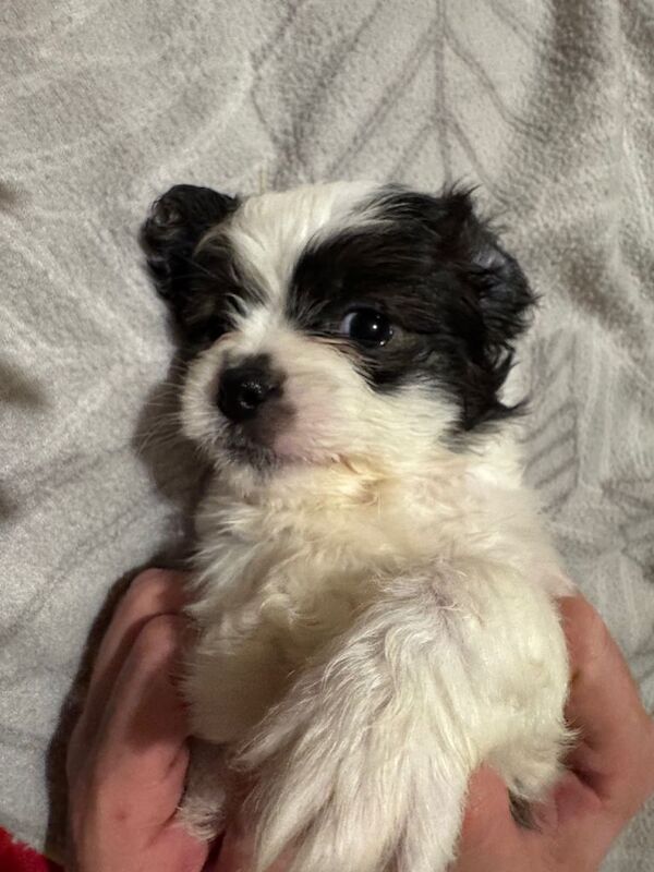 Shih Tzu puppies for sale in Belfast, County Antrim – 6 weeks old