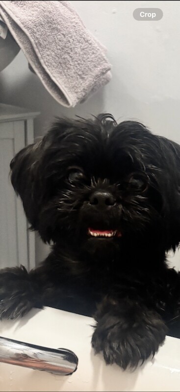 Shih Tzu puppies for sale in Sheffield, South Yorkshire – 2 years old