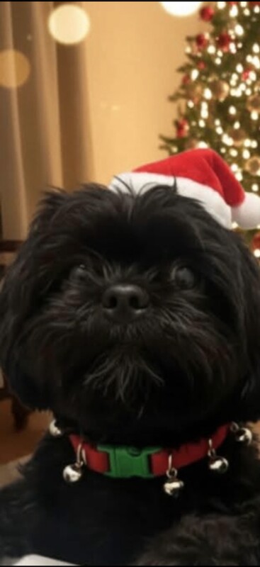 Shih Tzu puppies for sale in Sheffield, South Yorkshire – 2 years old - Image 2 of 4