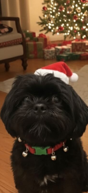 Shih Tzu puppies for sale in Sheffield, South Yorkshire – 2 years old - Image 3 of 4