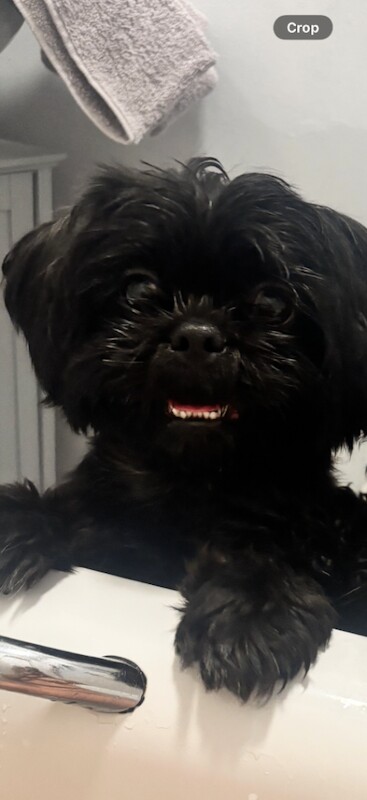 Shih Tzu puppies for sale in Sheffield, South Yorkshire – 2 years old - Image 4 of 4