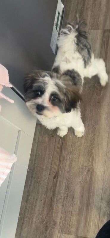 Shih Tzu puppies for sale in Aughnacloy, County Tyrone – 4 months old