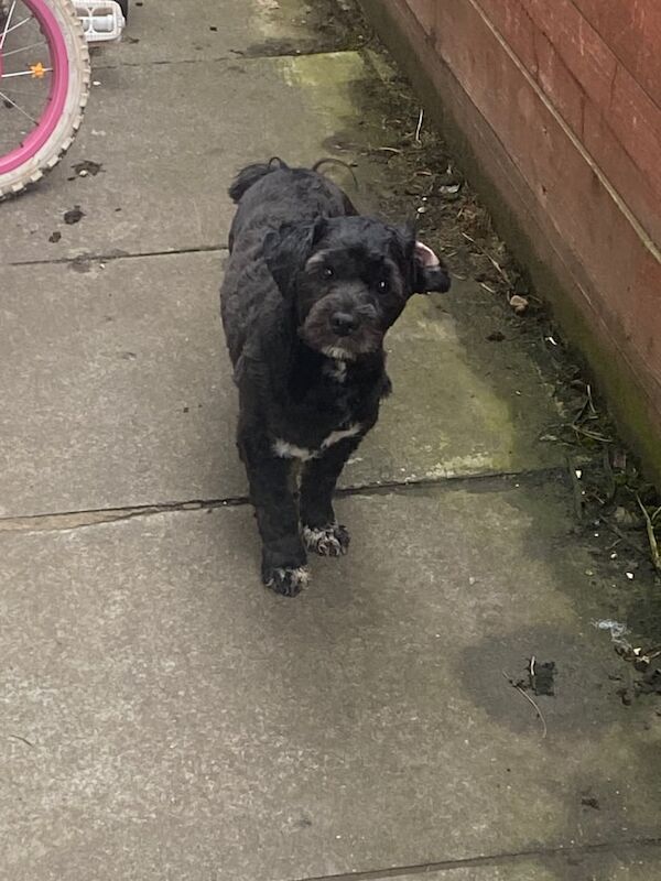 Shih Tzu puppies for sale in Lisburn, County Down – 1 year old