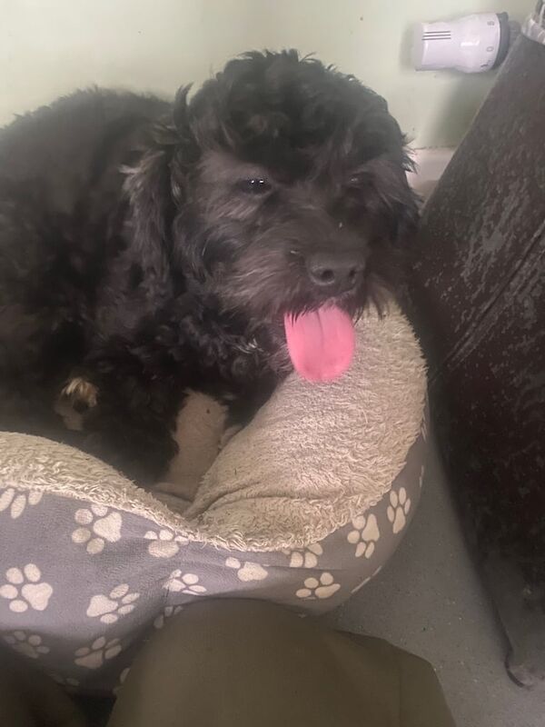 Shih Tzu puppies for sale in Lisburn, County Down – 1 year old - Image 3 of 3