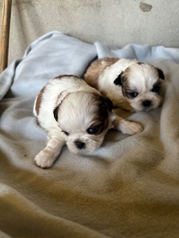 Shih Tzu puppies for sale in Londonderry, County Londonderry – 3 weeks old