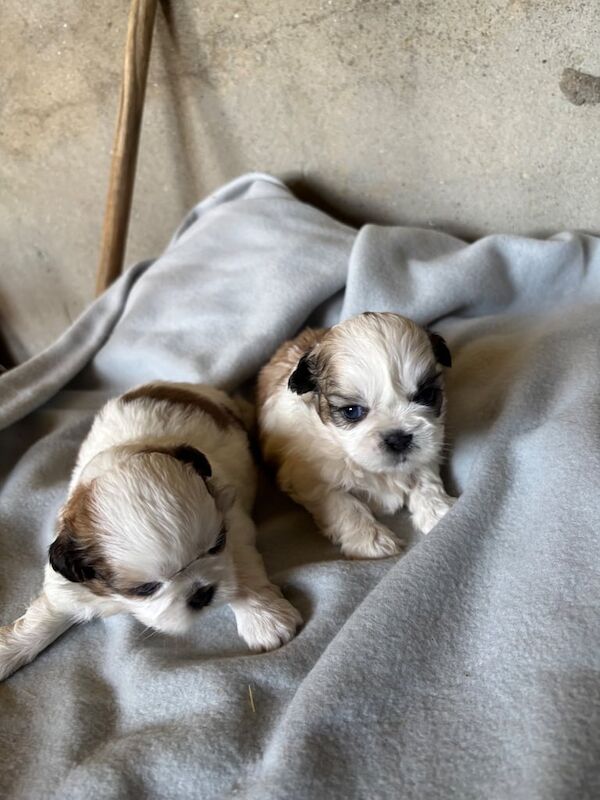 Shih Tzu puppies for sale in Londonderry, County Londonderry – 3 weeks old - Image 2 of 3