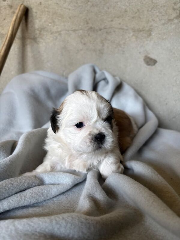 Shih Tzu puppies for sale in Londonderry, County Londonderry – 3 weeks old - Image 3 of 3