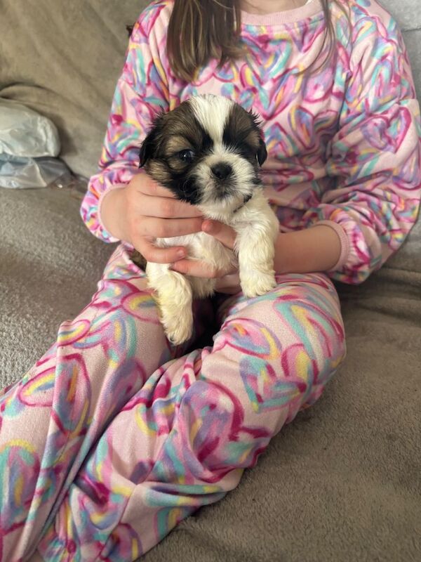 Shih Tzu Puppies For Sale