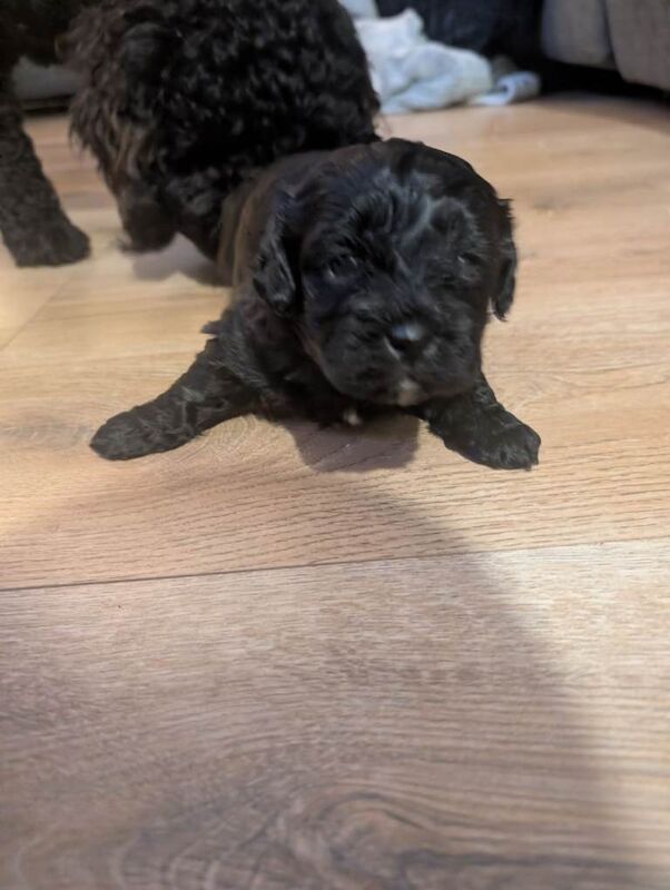 Shitzu Mixed With Cavapoo Puppies - Shih Tzu Puppies For Sale in ...