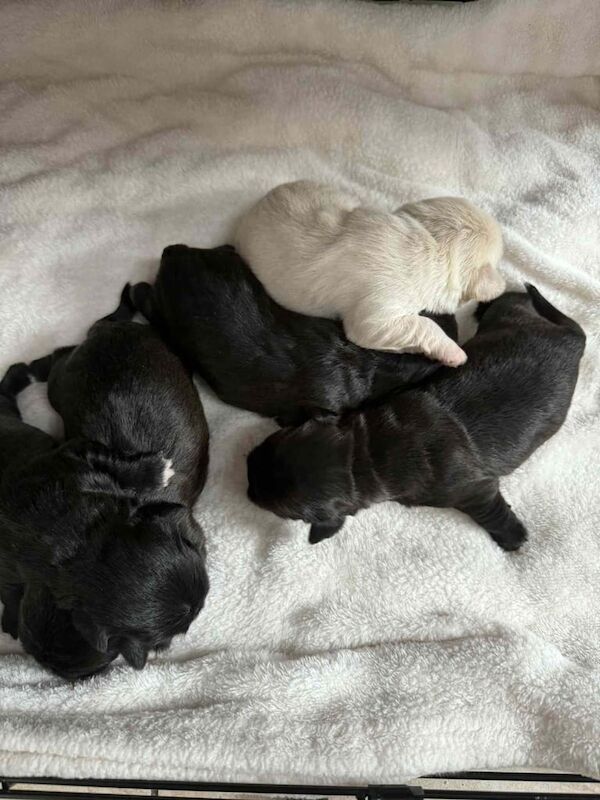 Shih Tzu puppies for sale in Dunmurry, County Antrim – 5 weeks old - Image 3 of 3
