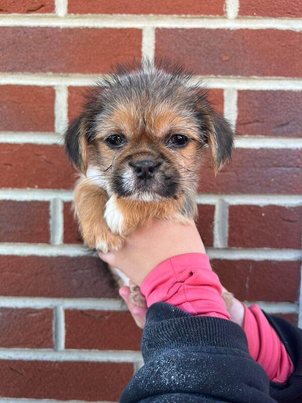Shitzu puppies for sale in Middlesbrough, North Yorkshire
