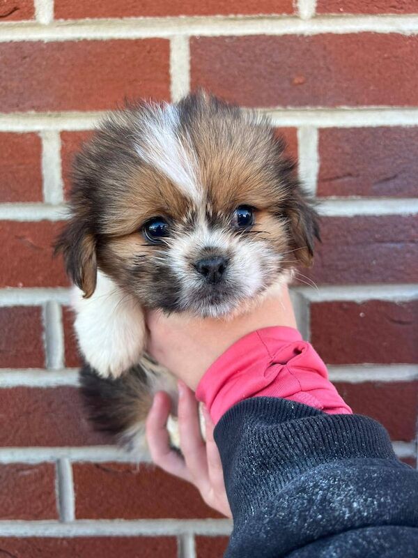Shitzu puppies for sale in Middlesbrough, North Yorkshire | Image 2