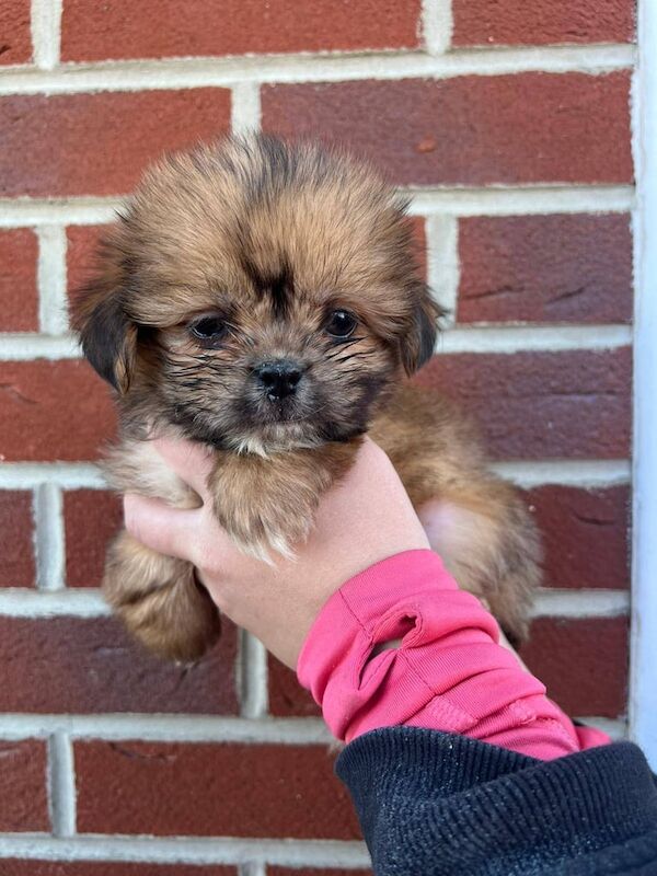 Shitzu puppies for sale in Middlesbrough, North Yorkshire | Image 3