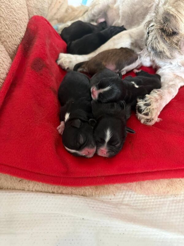 Shih Tzu puppies for sale in Carrickfergus, County Antrim – 1 week old