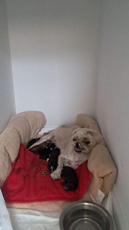 Shih Tzu puppies for sale in Carrickfergus, County Antrim – 1 week old - Image 2 of 3