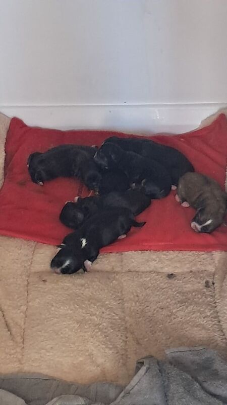 Shih Tzu puppies for sale in Carrickfergus, County Antrim – 1 week old - Image 3 of 3