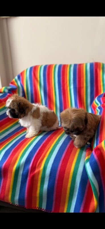Shih Tzu puppies for sale in Morley, West Yorkshire – 8 weeks old