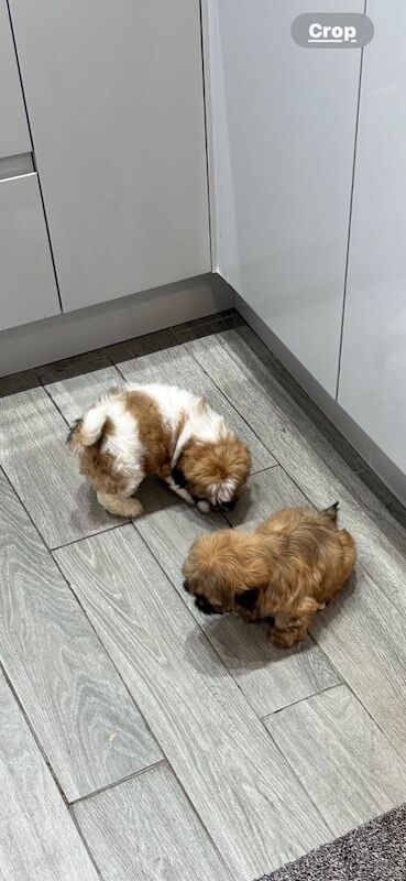 Shih Tzu puppies for sale in Morley, West Yorkshire – 8 weeks old - Image 2 of 3