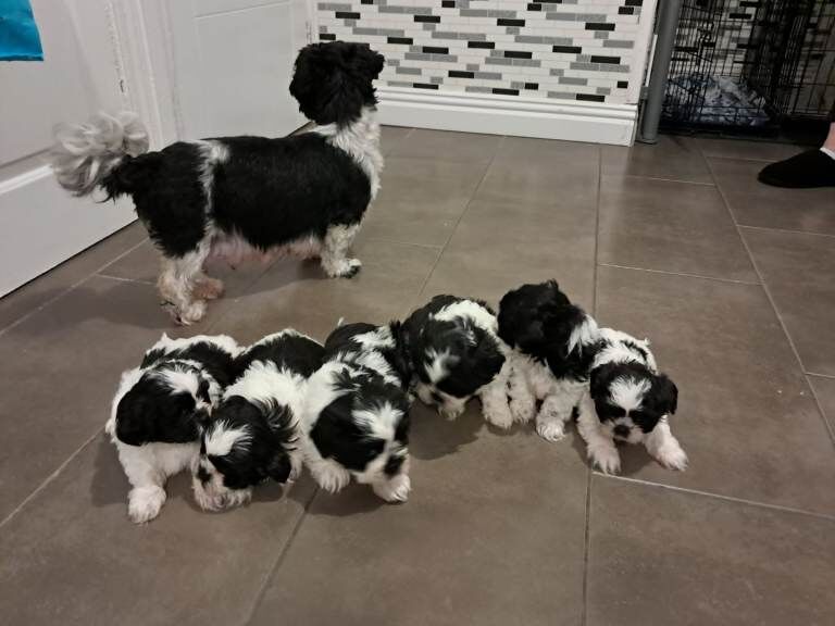 Kennel Club Registered Shih Tzu Puppies For Sale