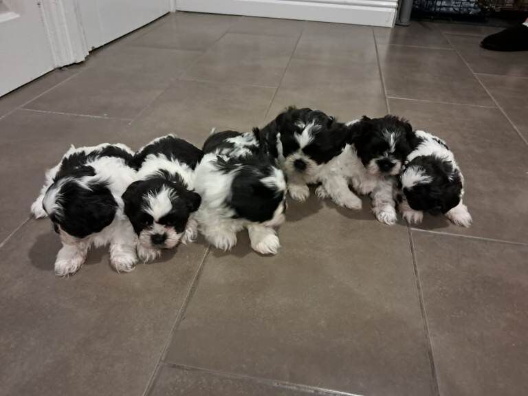 Shih Tzu puppies for sale in County Antrim – KC registered, 7 weeks old - Image 2 of 4