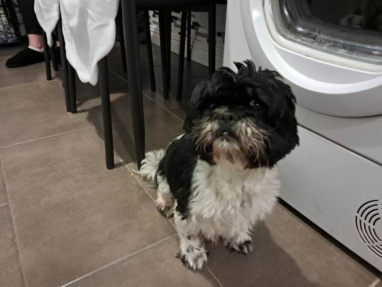 Shih Tzu puppies for sale in County Antrim – KC registered, 7 weeks old - Image 3 of 4