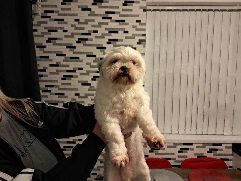 Shih Tzu puppies for sale in County Antrim – KC registered, 7 weeks old - Image 4 of 4