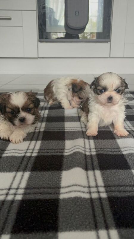 Shitzu puppies
