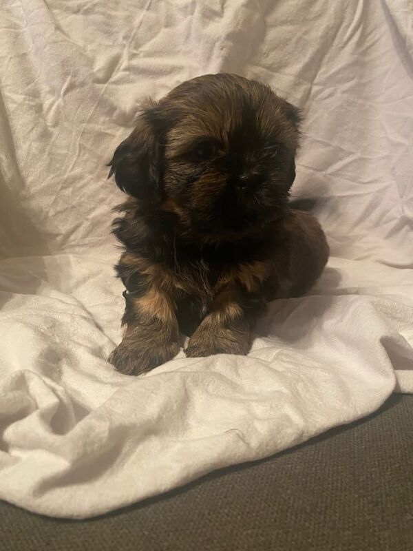 Shih Tzu puppies for sale in East End, East Riding of Yorkshire – 5 weeks old