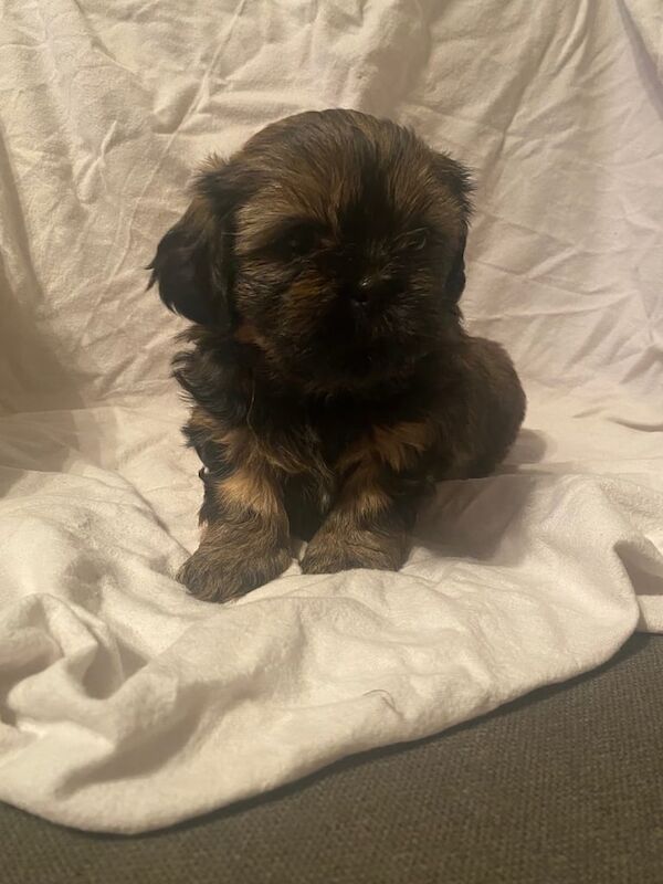 Shitzu puppy - Image 2 of 3