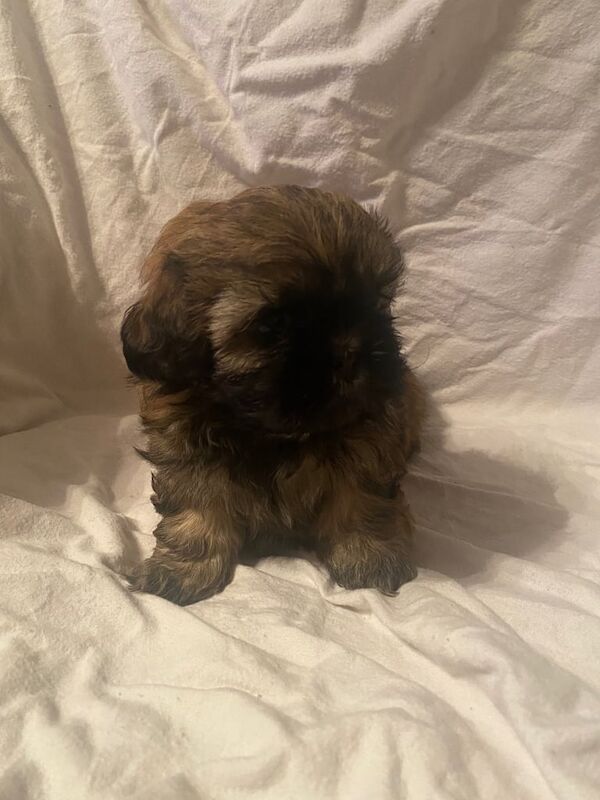 Shitzu puppy - Image 3 of 3