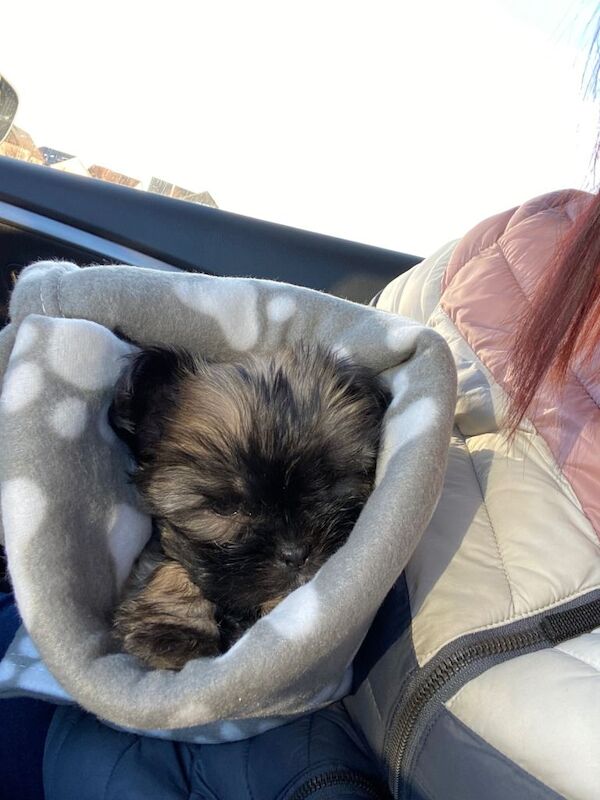 Shih Tzu Puppies For Sale