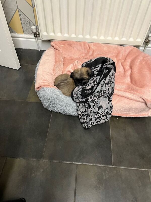 Shih Tzu puppies for sale in Portadown, County Armagh – 11 weeks old - Image 2 of 2