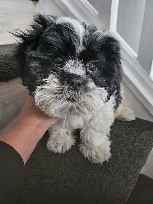 Shih Tzu puppies for sale in County Antrim – KC registered, 11 weeks old