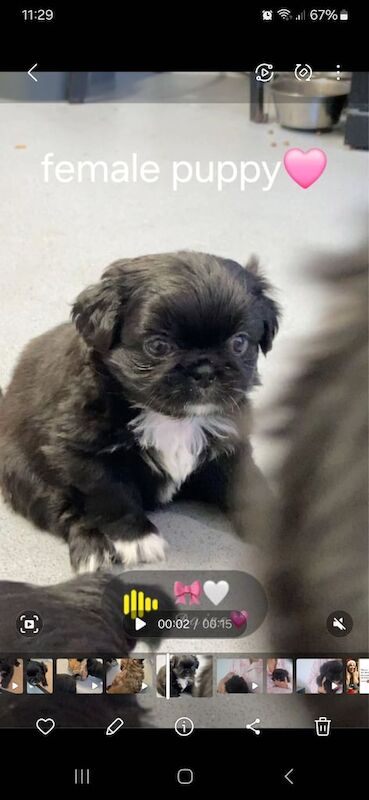 Shih Tzu Puppies For Sale Under £1,000