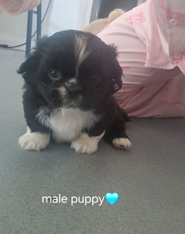 Shih Tzu puppies for sale in Carrickfergus, County Antrim – 6 weeks old - Image 2 of 3