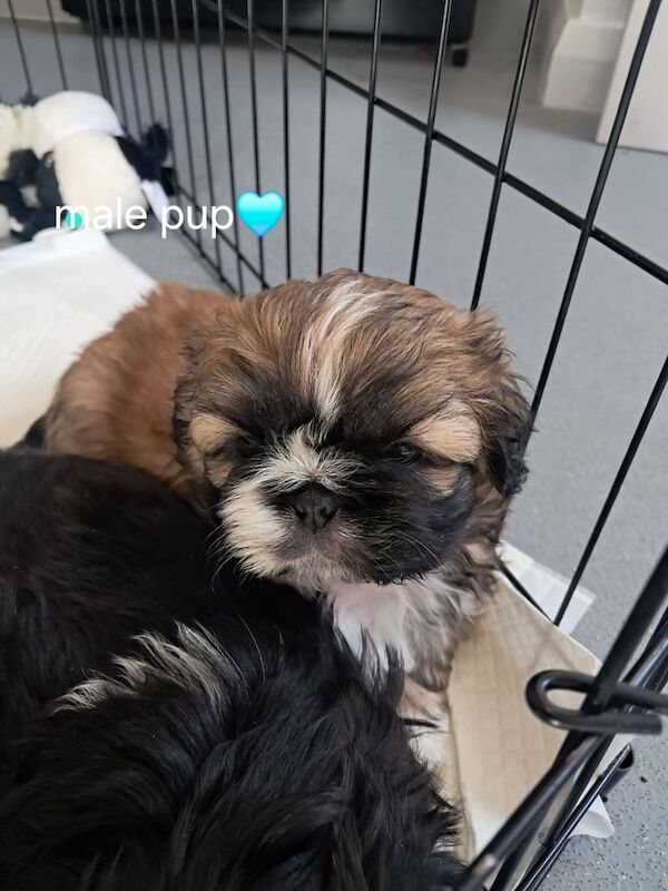 Shih Tzu puppies for sale in Carrickfergus, County Antrim – 6 weeks old - Image 3 of 3