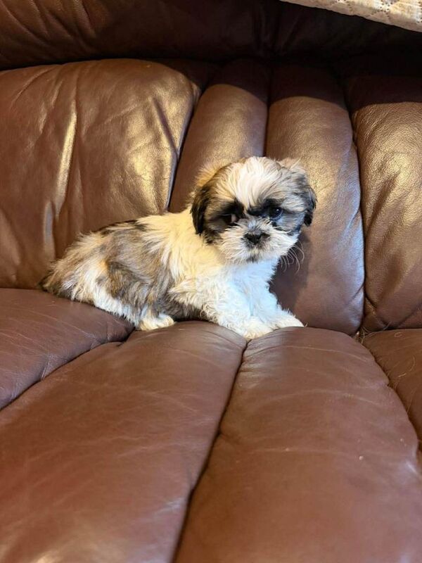 Shitzu pups - Image 4 of 5