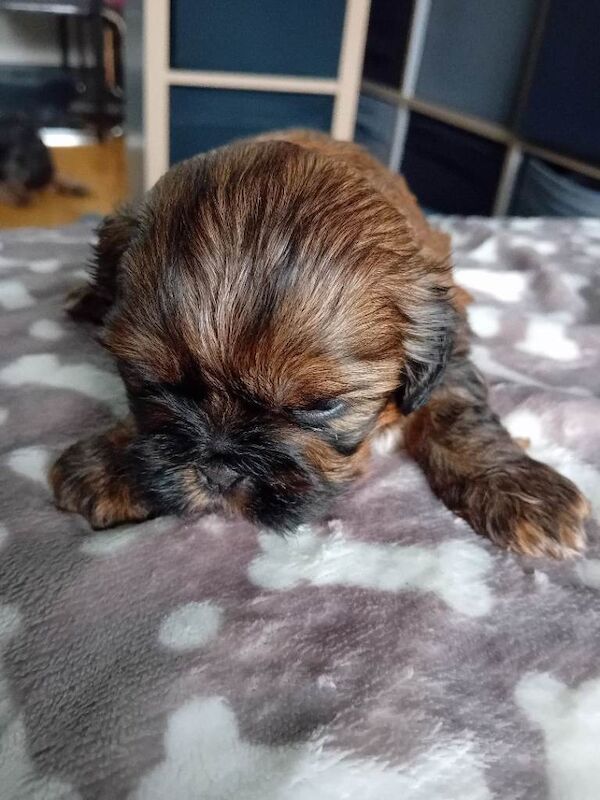 Shitzu pups for sale - Image 3 of 6