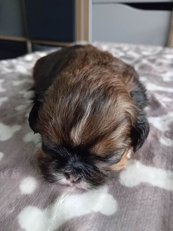 Shitzu pups for sale - Image 4 of 6