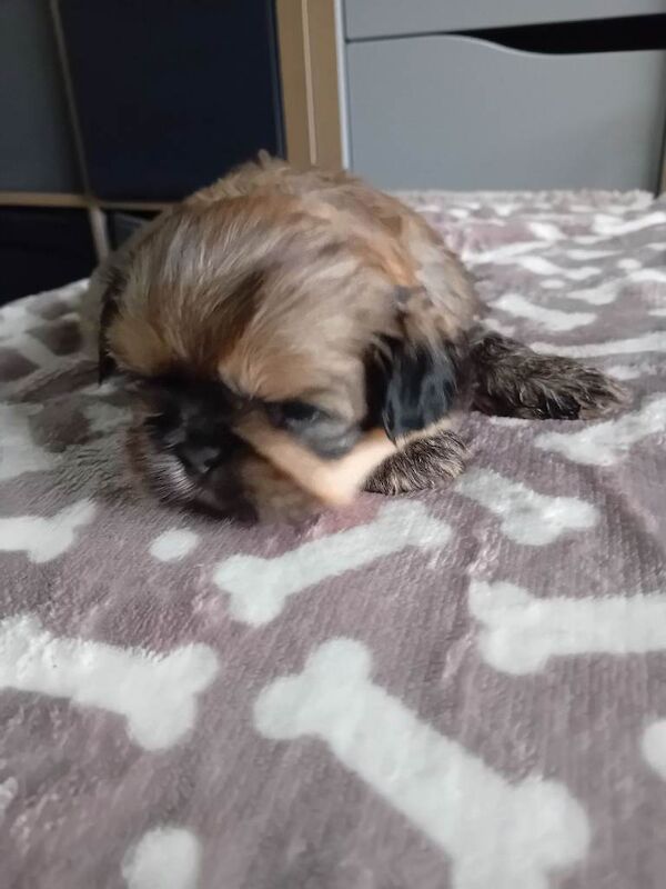 Shitzu pups for sale - Image 5 of 6