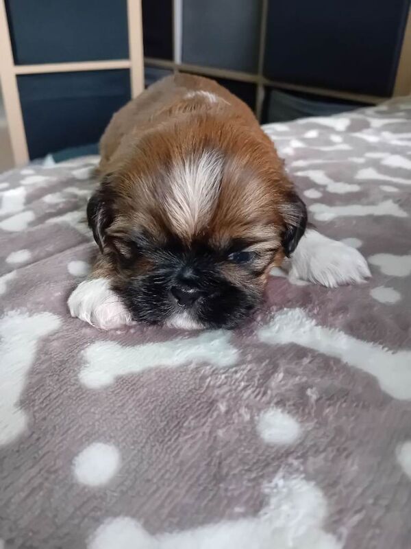 Shitzu pups for sale - Image 6 of 6