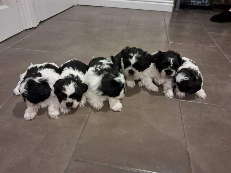 Shih Tzu puppies for sale in County Antrim – KC registered, 6 weeks old
