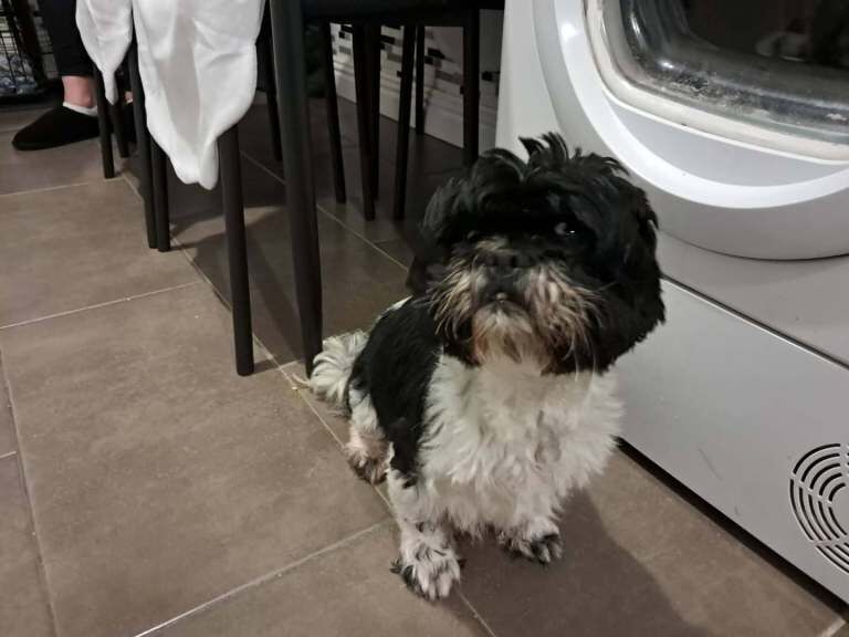 Shih Tzu puppies for sale in County Antrim – KC registered, 6 weeks old - Image 3 of 4