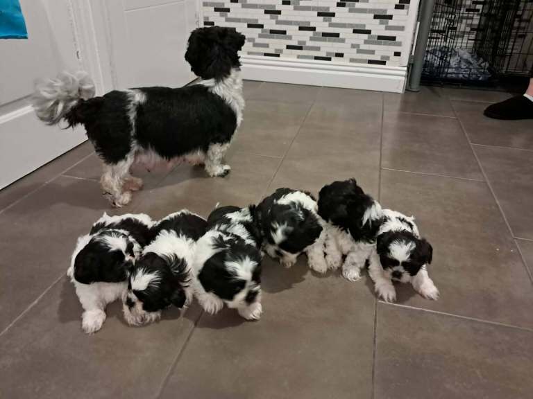 Shih Tzu puppies for sale in County Antrim – KC registered, 6 weeks old - Image 4 of 4