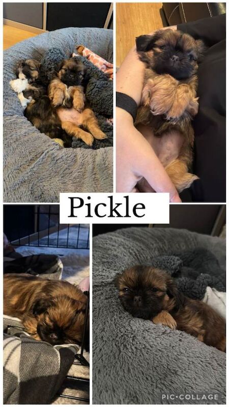 Shitzu pups ready now