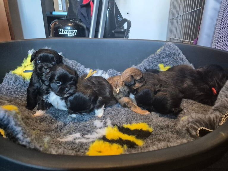 Shih Tzu puppies for sale in Downpatrick, County Down – 4 weeks old