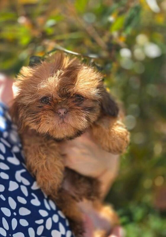 Shih Tzu Puppies For Sale