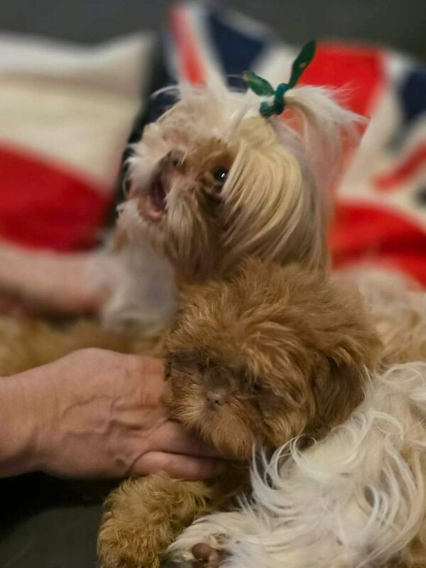 Small Imperial Shih Tzus - Image 3 of 3