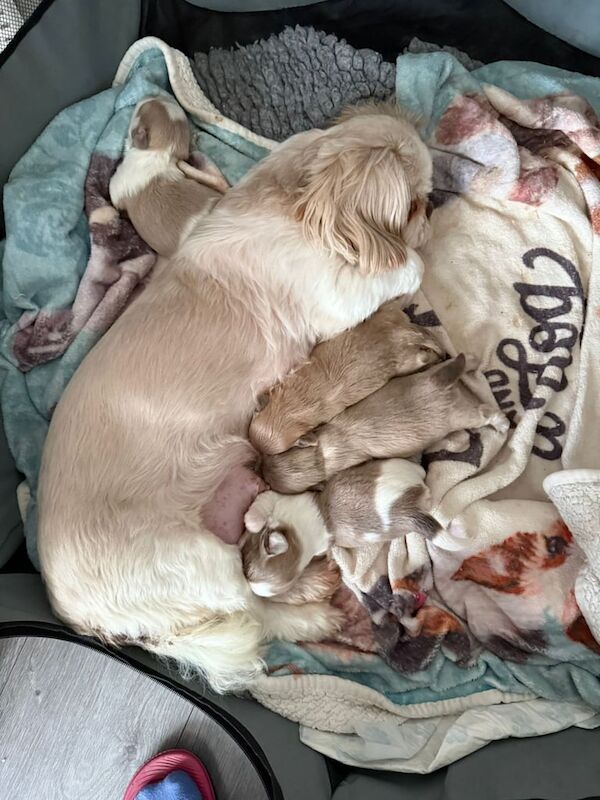 Shih Tzu puppies for sale in Bootle, Merseyside – 9 weeks old